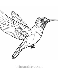 hummingbird Coloring Page Free