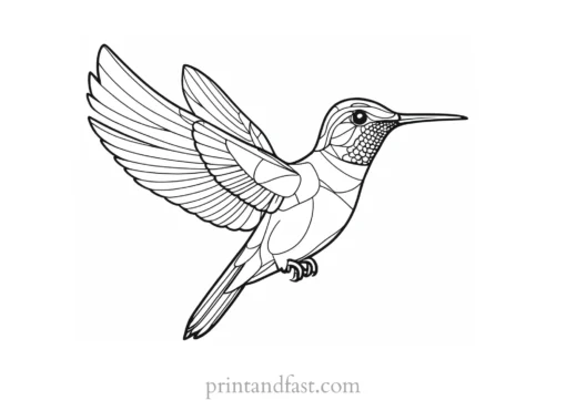 hummingbird Coloring Page Free