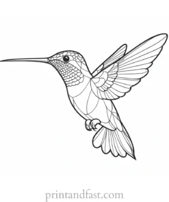 hummingbird Coloring Page Ideas