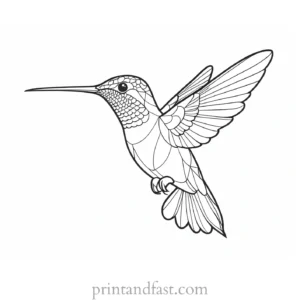 hummingbird Coloring Page Ideas