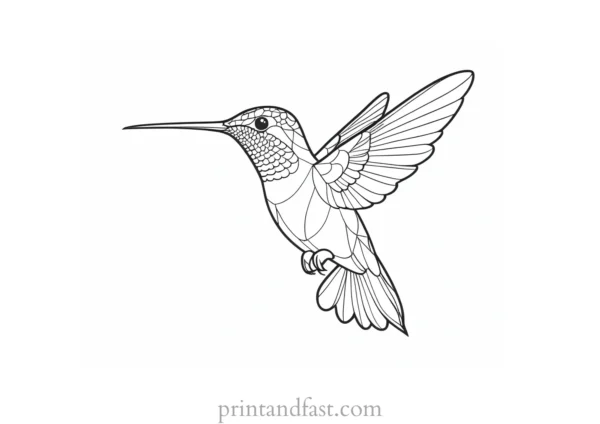 hummingbird Coloring Page Ideas