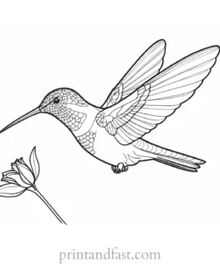 hummingbird Coloring Page Online