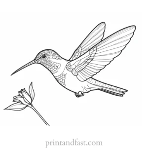 hummingbird Coloring Page Online