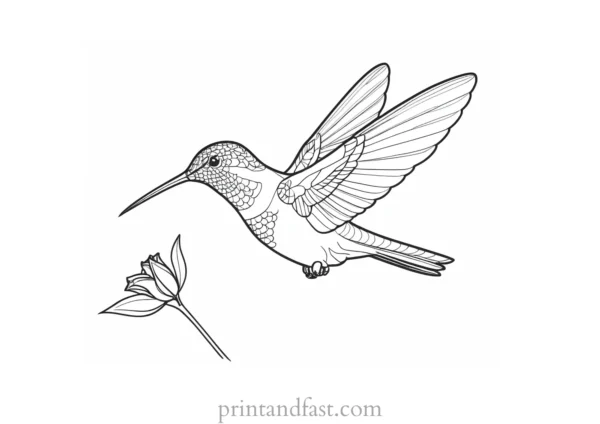 hummingbird Coloring Page Online