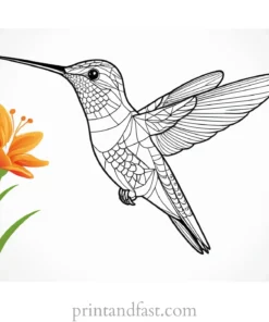 hummingbird Coloring Page Printable