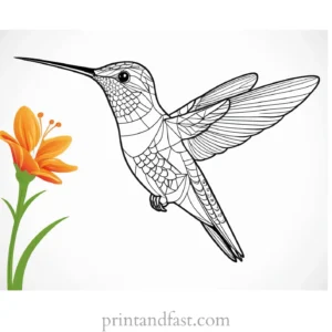 hummingbird Coloring Page Printable