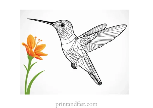 hummingbird Coloring Page Printable