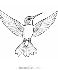 hummingbird Coloring Page Template