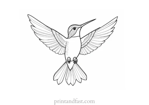 hummingbird Coloring Page Template