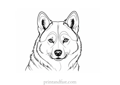 husky coloring page cute