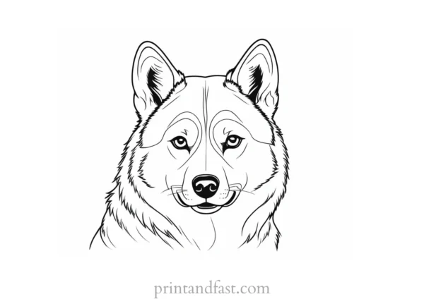 husky coloring page cute