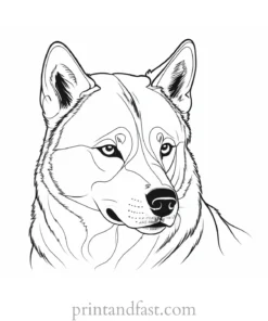 husky coloring page dog