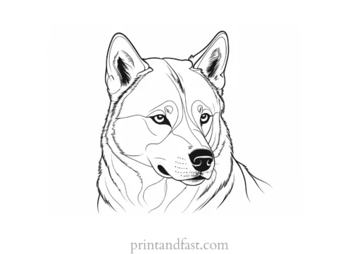 husky coloring page dog