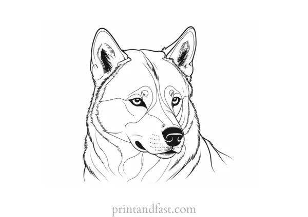 husky coloring page dog