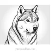 husky coloring page easy