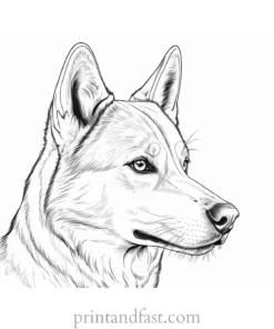 husky coloring page printable