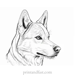 husky coloring page printable