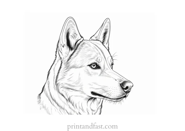 husky coloring page printable