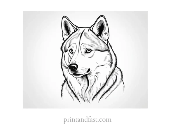 husky coloring page realistic