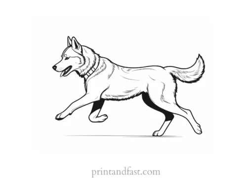 husky coloring page running