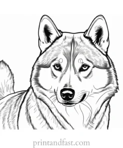 husky coloring page summer