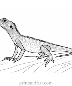 lizard coloring page desert