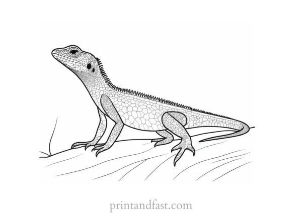 lizard coloring page desert