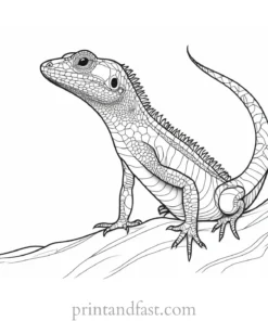 lizard coloring page nature