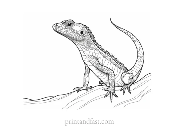 lizard coloring page nature