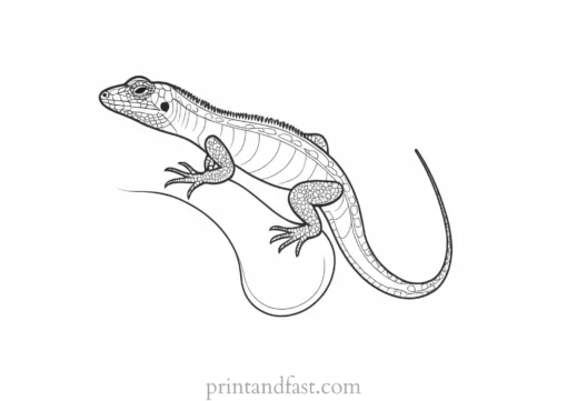 lizard coloring page simple