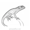 lizard coloring page wildlife