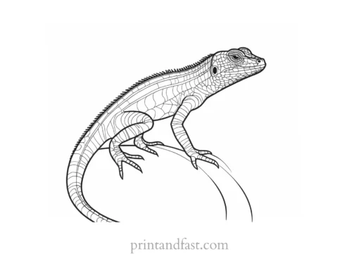 lizard coloring page wildlife