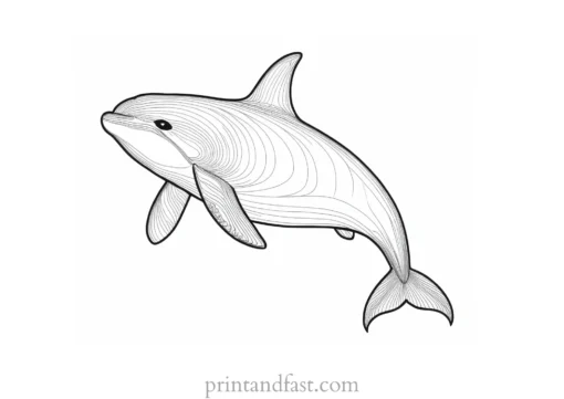 orca coloring page black and white