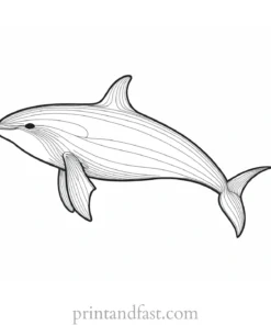 orca coloring page fun