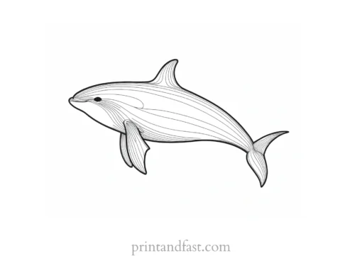 orca coloring page fun