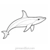 orca coloring page simple