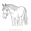 pony coloring page detailed