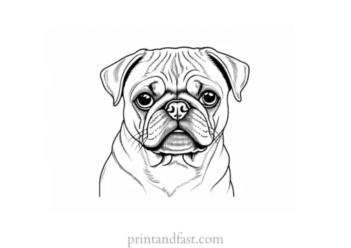 pug coloring page adult