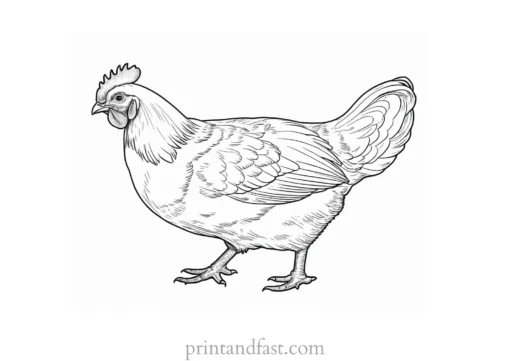 realistic chicken coloring page