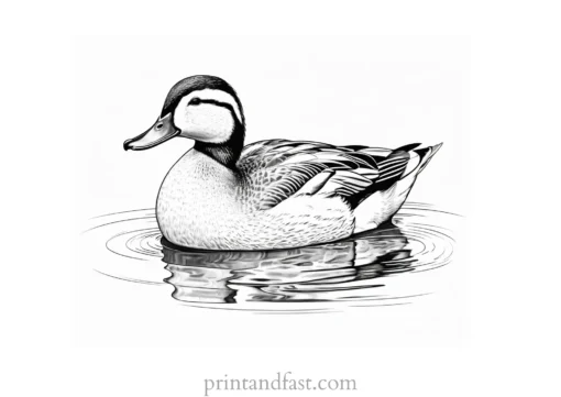 realistic duck coloring page printable