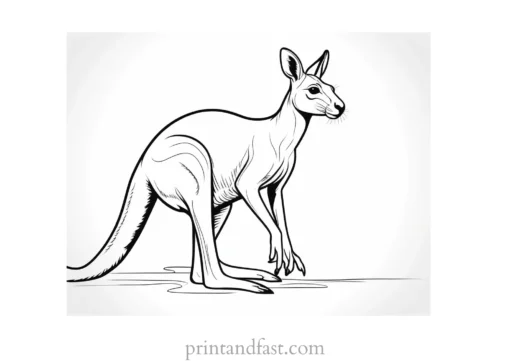 safari kangaroo coloring page