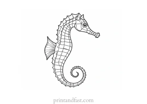 seahorse coloring page outline