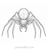 spider coloring page scary