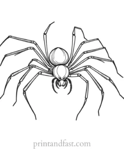 spider coloring page with prey