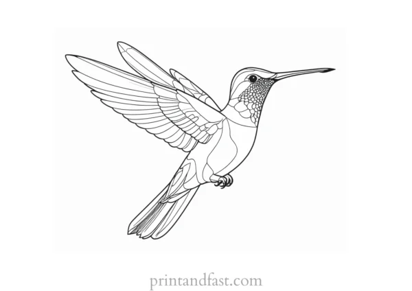 tropical Hummingbird Coloring Page